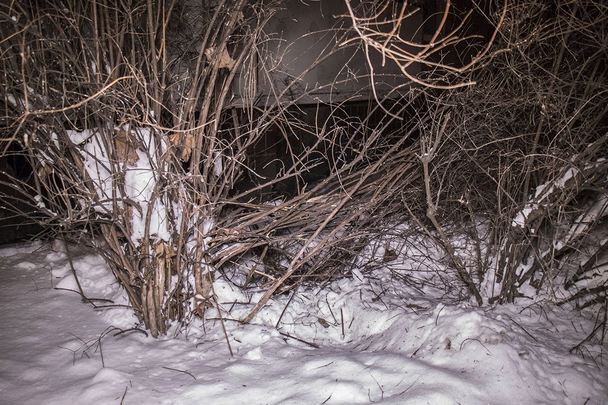 Кусты, на которые упал мужчина с 7 этажа Кусты, на которые упал мужчина с 7 этажа