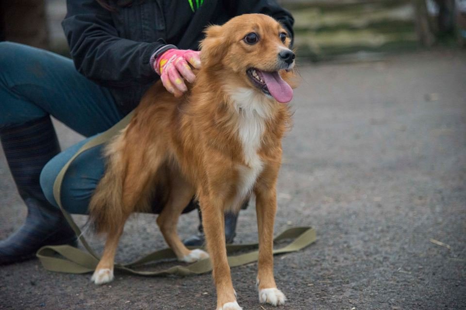 Белочка - послушная, нежная и ласковая собачка Белочка - послушная, нежная и ласковая собачка