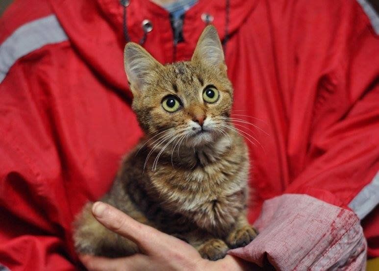 Шестимесячной Риммочке очень одиноко в приюте Шестимесячной Риммочке очень одиноко в приюте