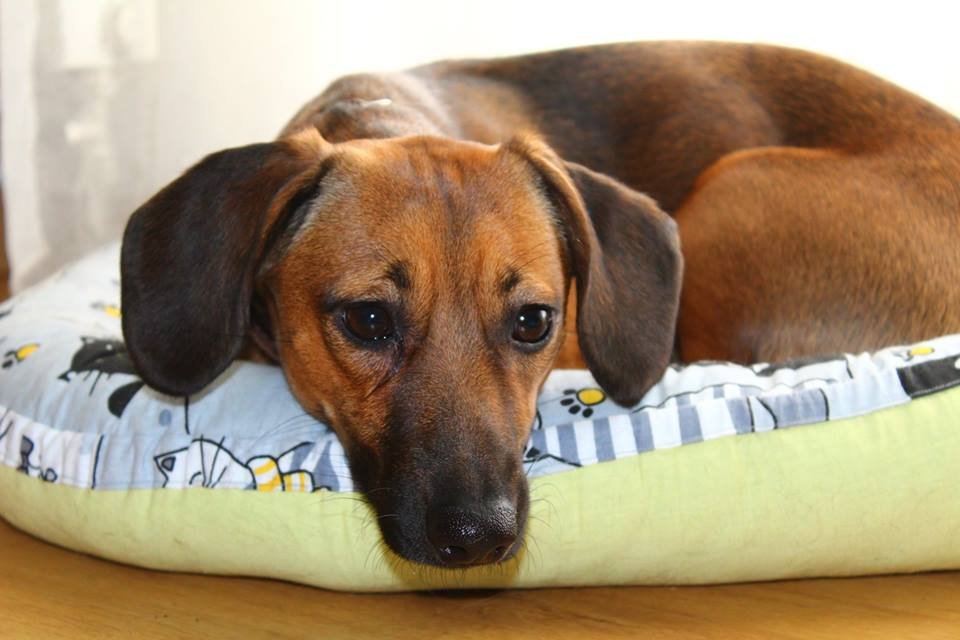 Подарите тепло и любовь: какие животные ищут дом в Киеве 4