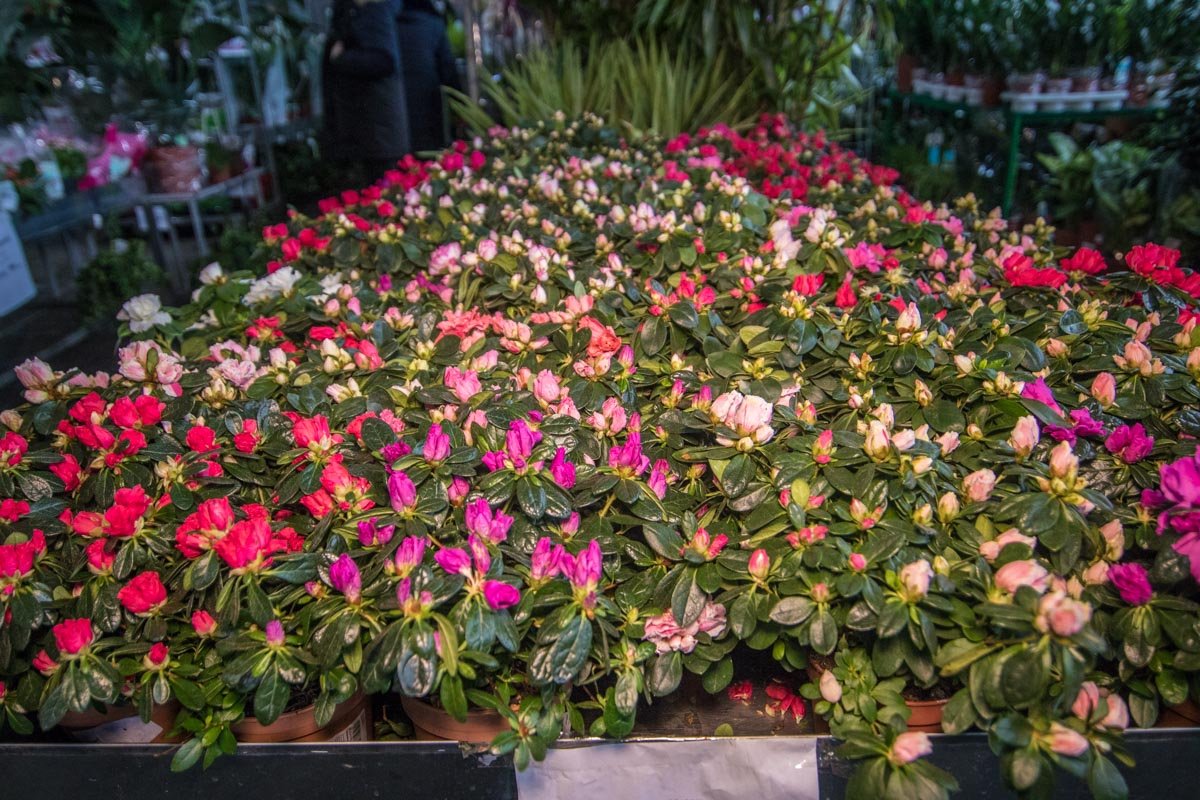 Покупали как свежесрезанные цветы, так и вазоны