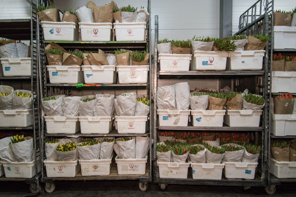 Цена на тюльпаны составляла от 17 до 30 гривен за цветок