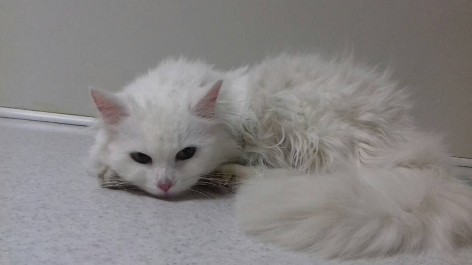 Заберите Снежку в теплый дом Заберите Снежку в теплый дом