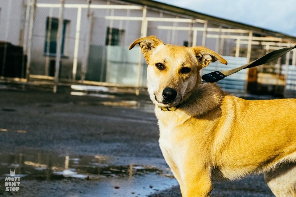 Лада очень ласковая, дружелюбная собака Лада очень ласковая, дружелюбная собака