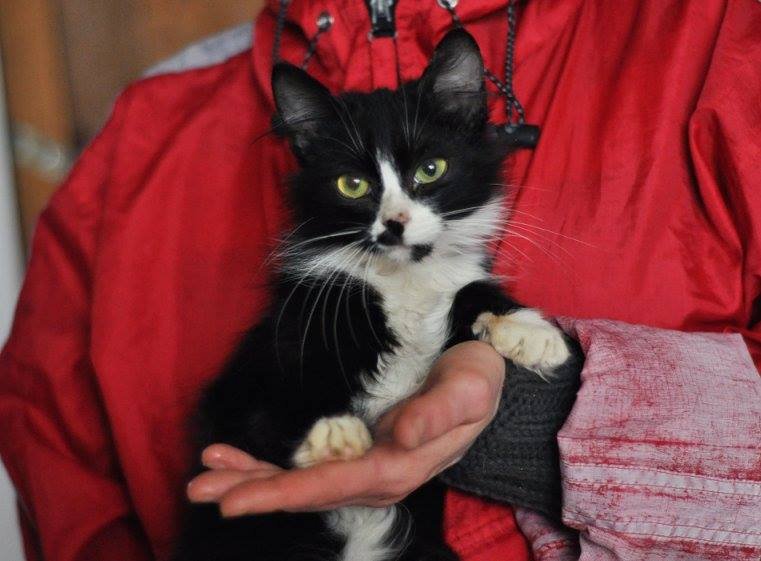 Звоните, если вы подходите Рокки Звоните, если вы подходите Рокки