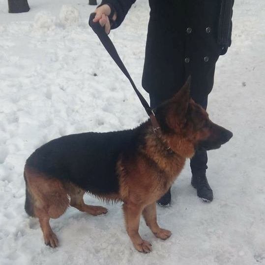 Собаку или выбросили, или он потерялся Собаку или выбросили, или он потерялся