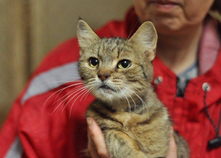 Тайша уже не молодая кошечка, но она тоже хочет найти настоящего друга Тайша уже не молодая кошечка, но она тоже хочет найти настоящего друга