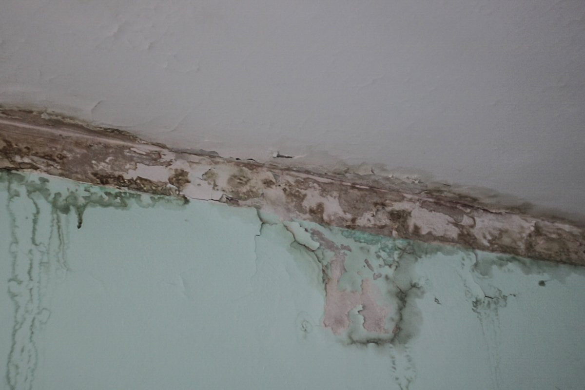 От влажности везде появился грибок От влажности везде появился грибок