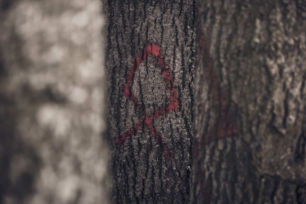 Древняя руна краснеет в лесной чаще