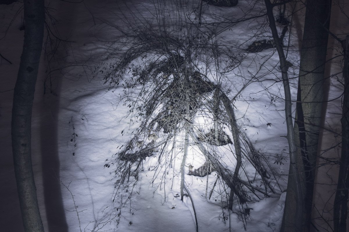 В нашем воображении этот куст способен принять любой облик