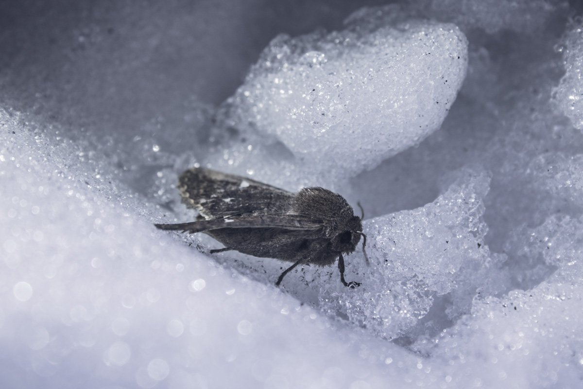 Мотылек во многих культурах - символ божественного присутствия, перерождения и бессмертия