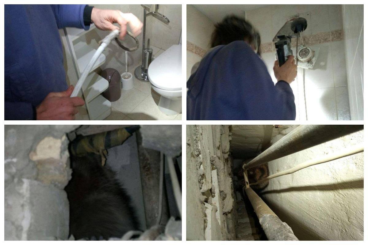 В Киеве из вентиляционного канала многоэтажки спасли енота