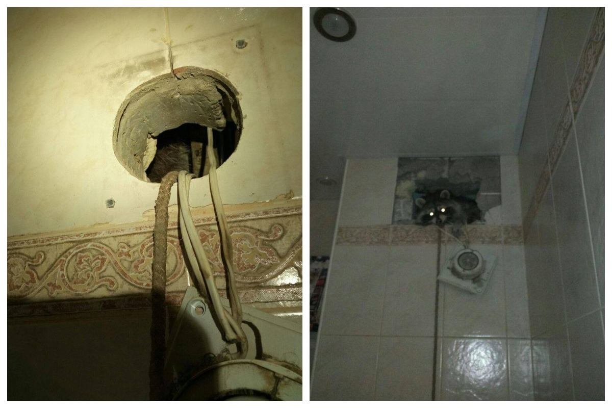 Чтобы достать животное, спасатели просверлили дыру в стене 