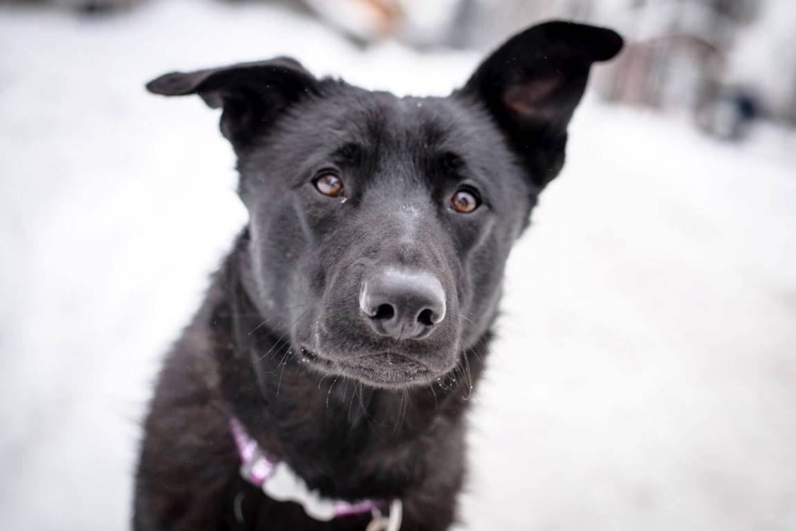 Подарите любовь: какие животные ищут дом в Киеве 2