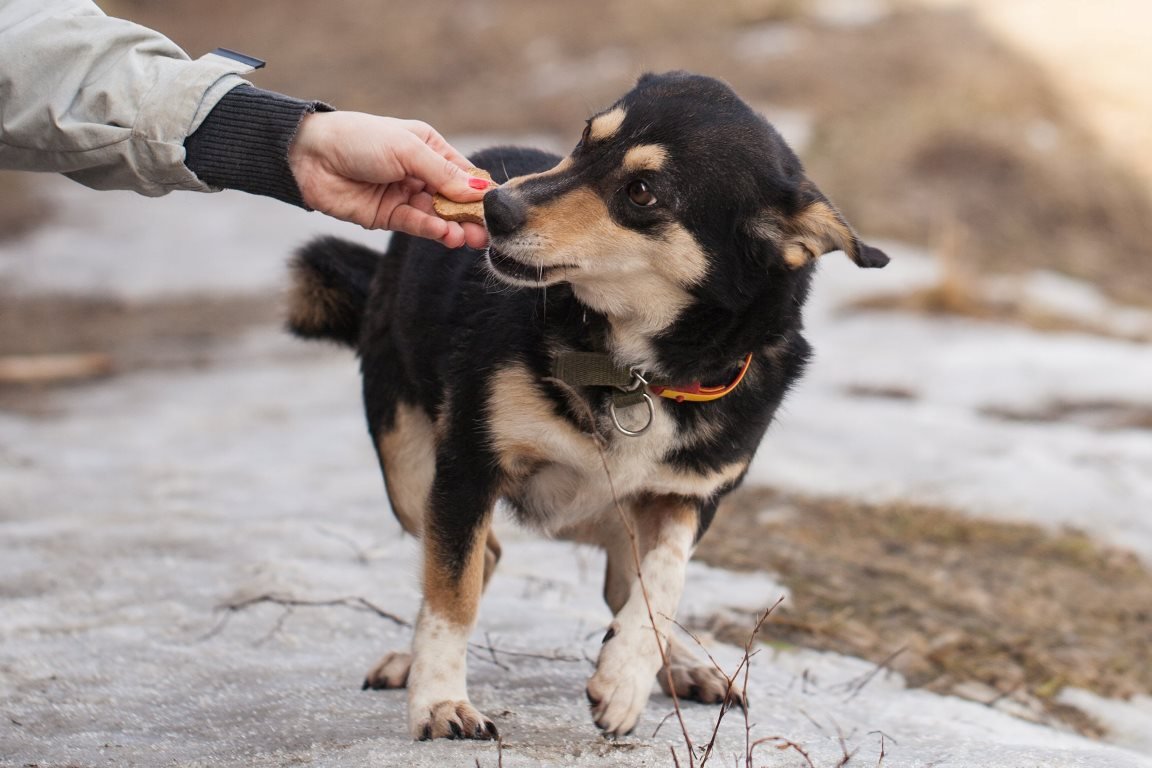 Зарина - невероятно трогательная, ласковая и очень любвеобильная собака