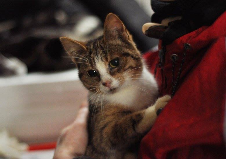 Амели нуждается в доме и объятиях хозяина