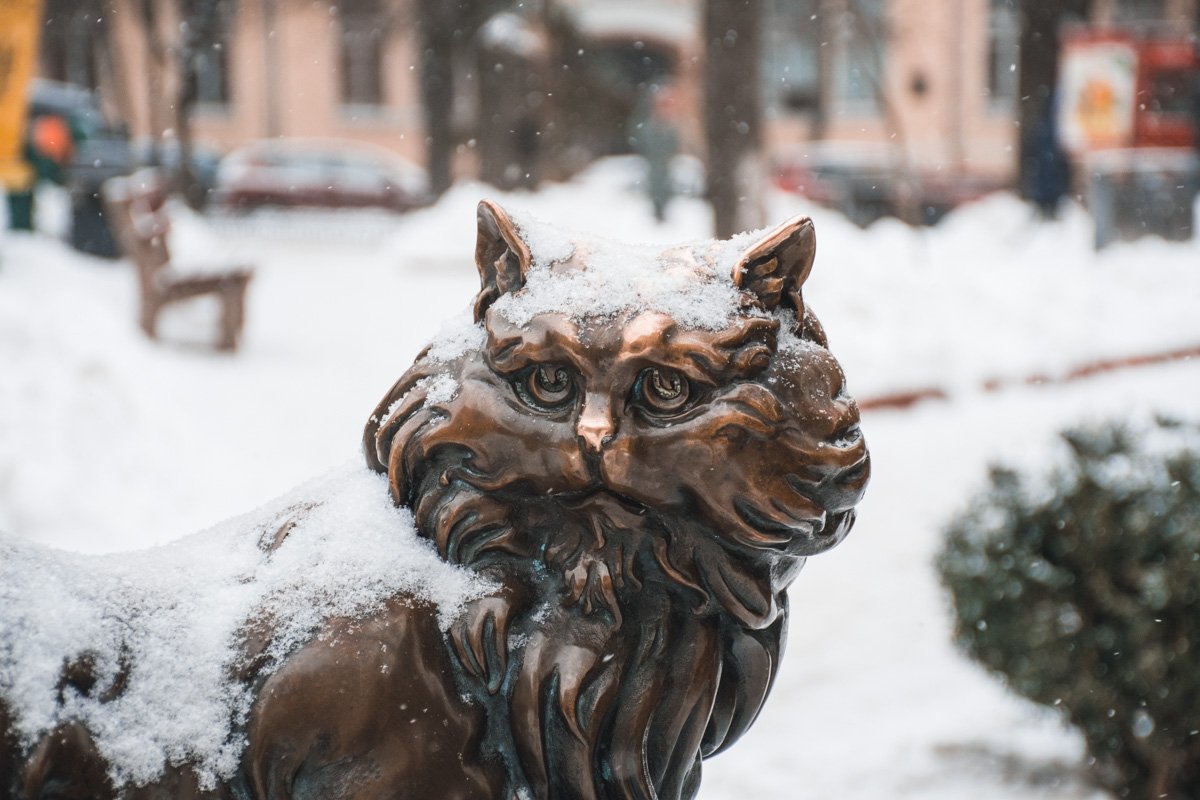 Одинокий кот тоже ждет тепла 