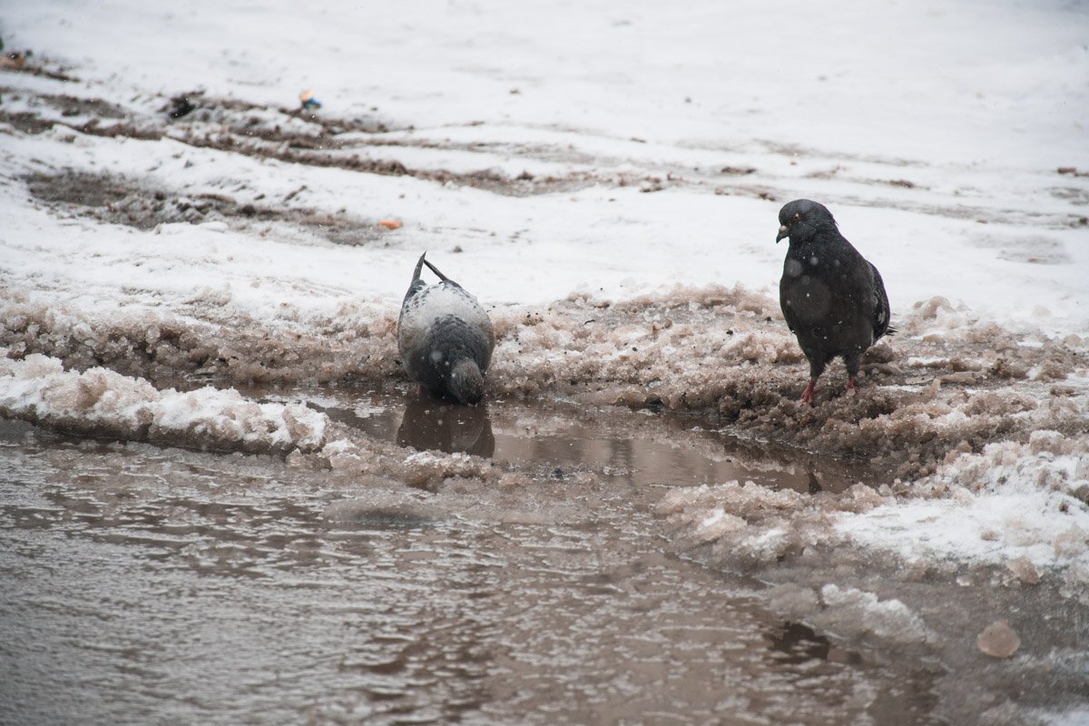 Хоть голубям есть толк от огромной лужи Хоть голубям есть толк от огромной лужи