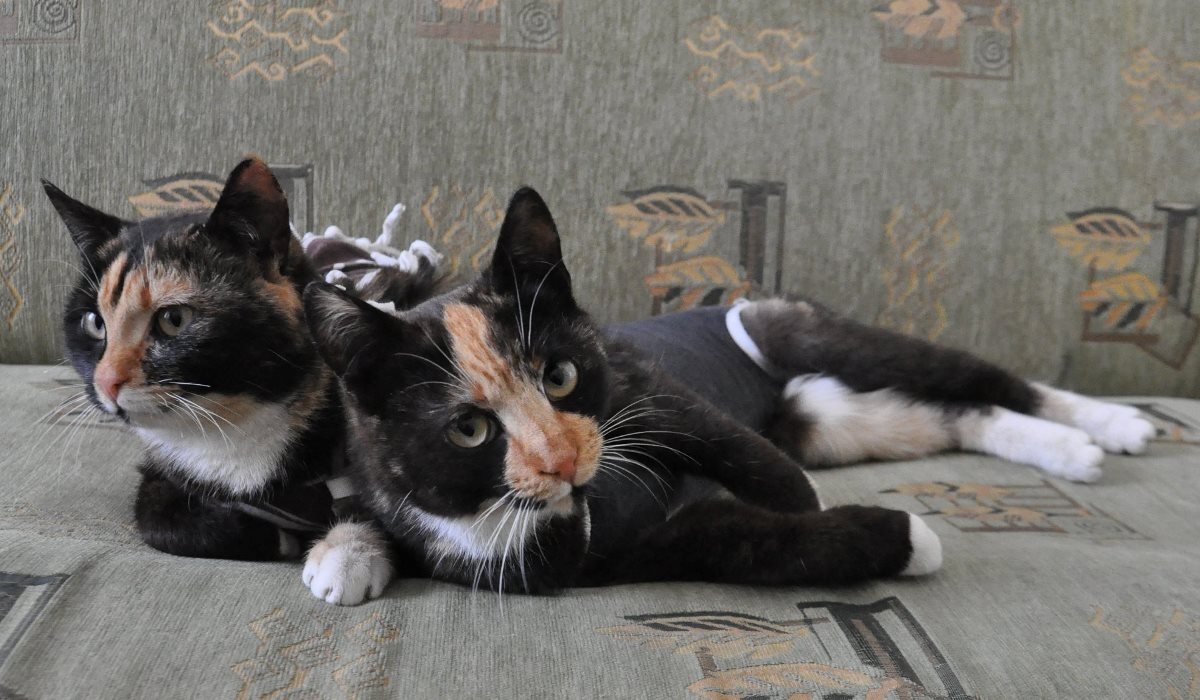 Близняшки ищут теплый и уютный дом 