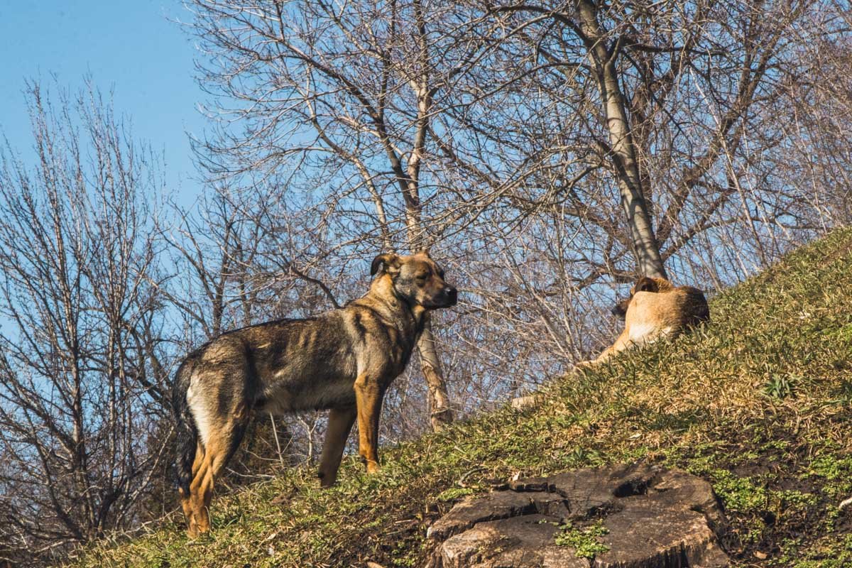 Очень милые собачки уже греются на первом теплом весеннем солнце