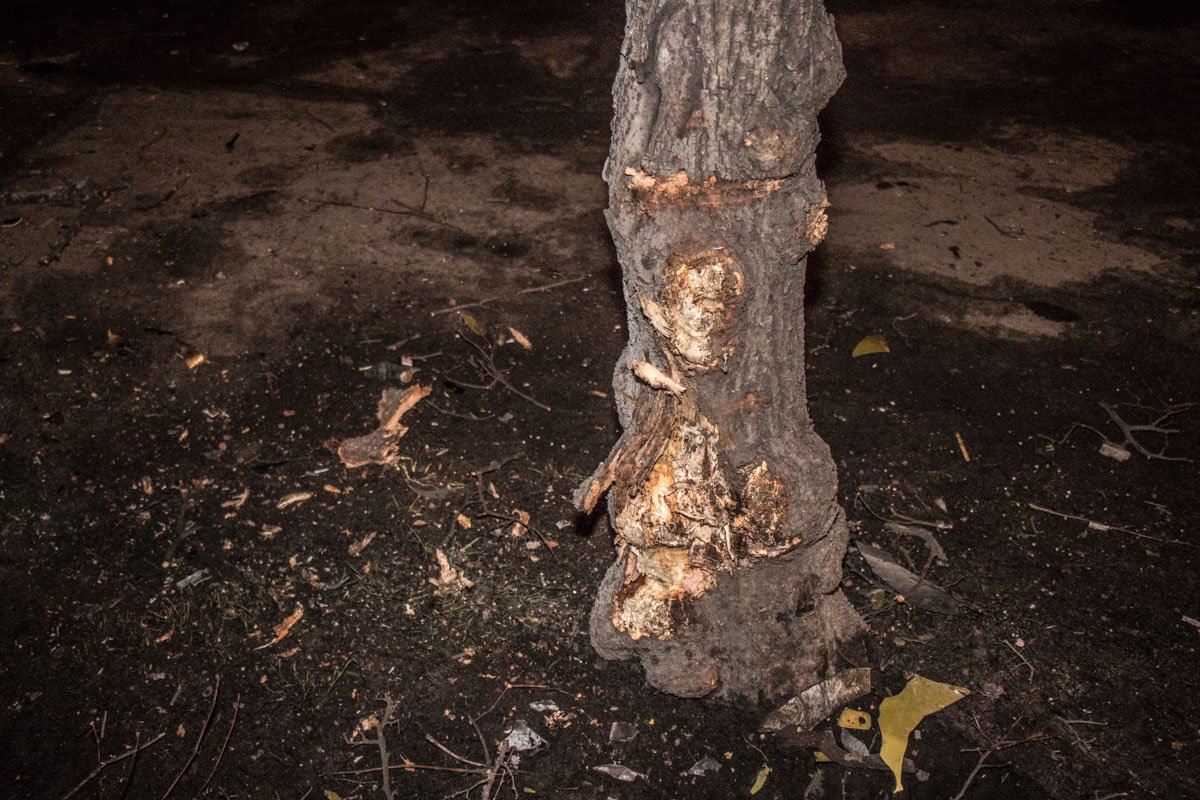 Машину занесло и она врезалась в дерево