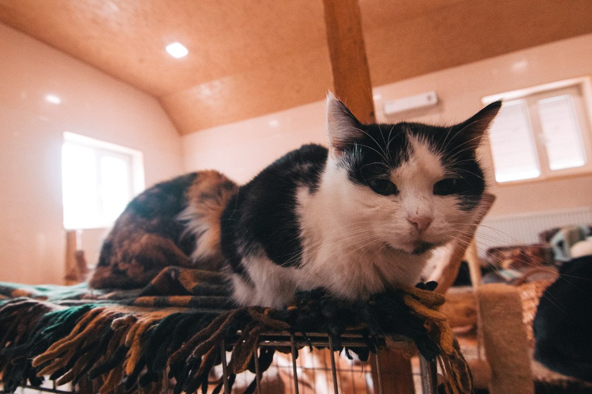 Ласковая кошечка по имени Лала ждет свою любящую хозяйку Ласковая кошечка по имени Лала ждет свою любящую хозяйку