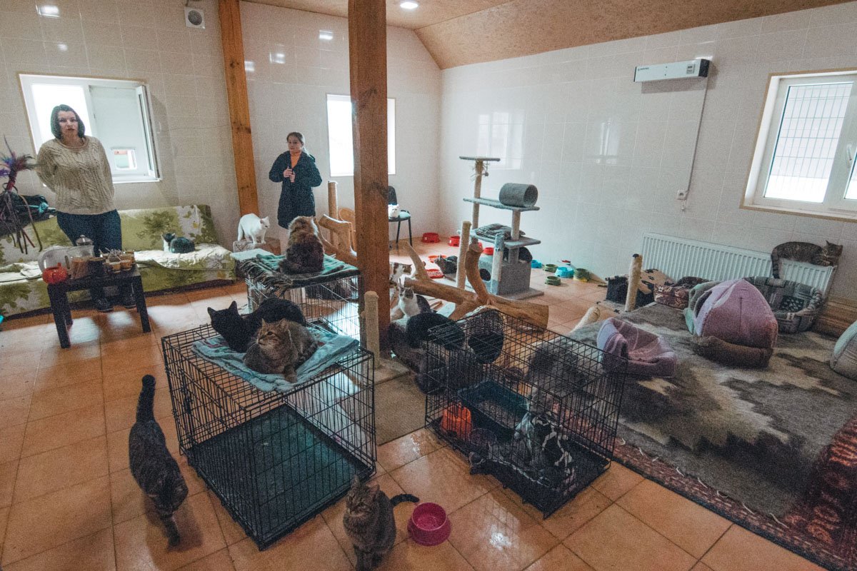 Питомцам здесь тесновато, зато тепло и есть где поиграть Питомцам здесь тесновато, зато тепло и есть где поиграть