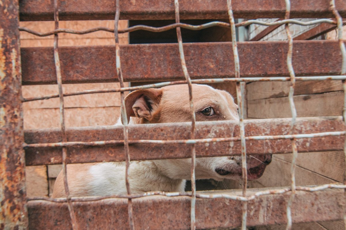 Чейси - породистая собака с тяжелой судьбой Чейси - породистая собака с тяжелой судьбой