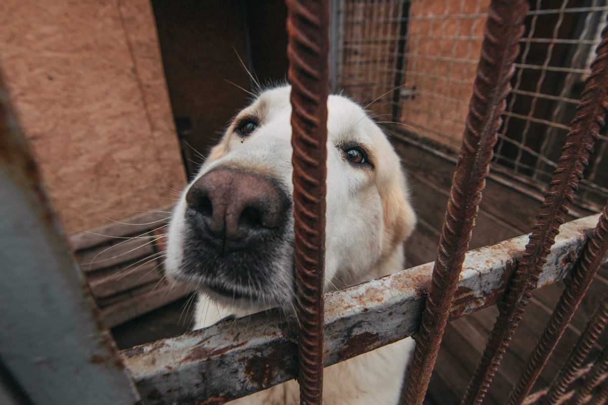 Лотос - потеряшка, верит, что его скоро заберут в семью Лотос - потеряшка, верит, что его скоро заберут в семью