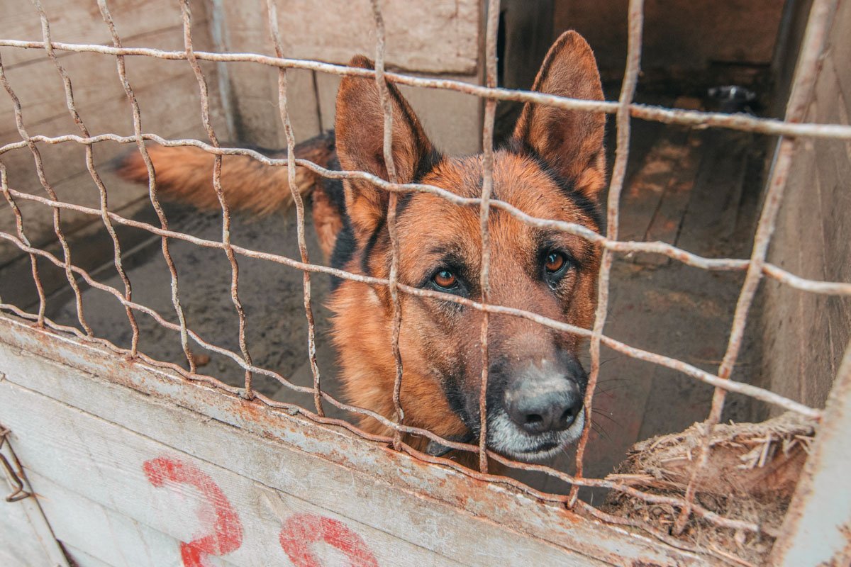 Молодой и гордый Мухтар готов оберегать свою новую семью Молодой и гордый Мухтар готов оберегать свою новую семью