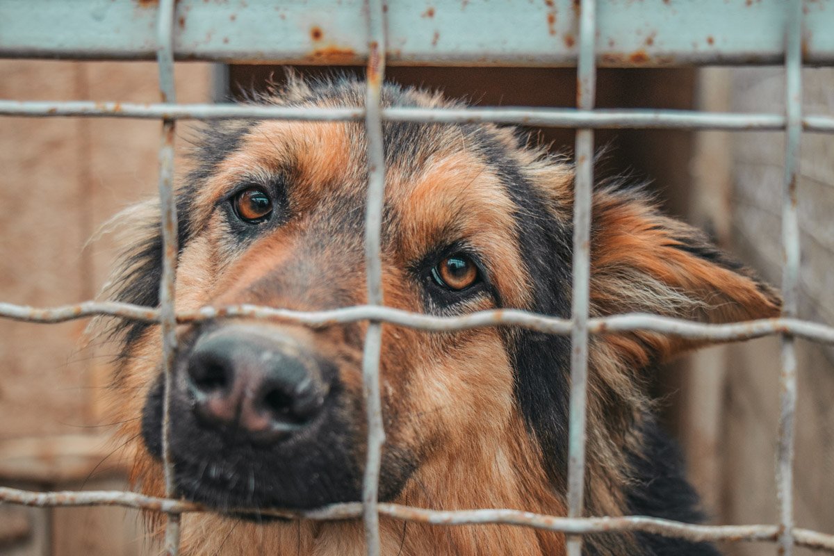 Их глаза полны доброты и боли Их глаза полны доброты и боли