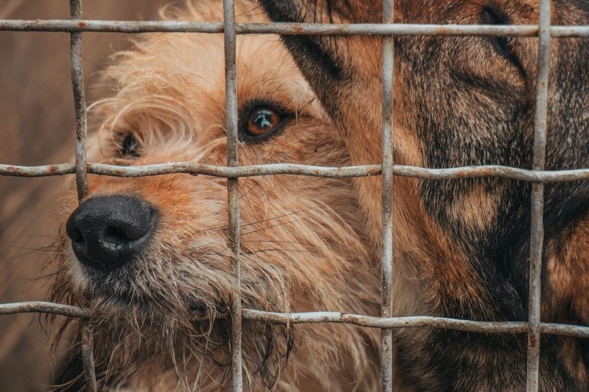 Вы можете выбрать себе любого питомца и стать для него другом Вы можете выбрать себе любого питомца и стать для него другом