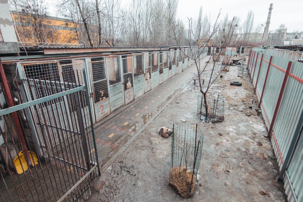 Здесь проживает в два раза больше животных, чем положено Здесь проживает в два раза больше животных, чем положено