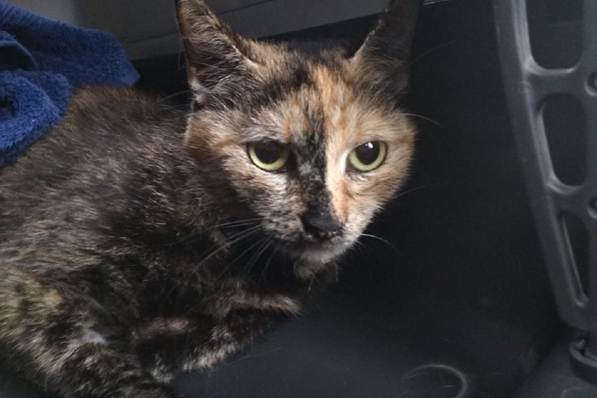 Скромная Кася ищет новый дом 