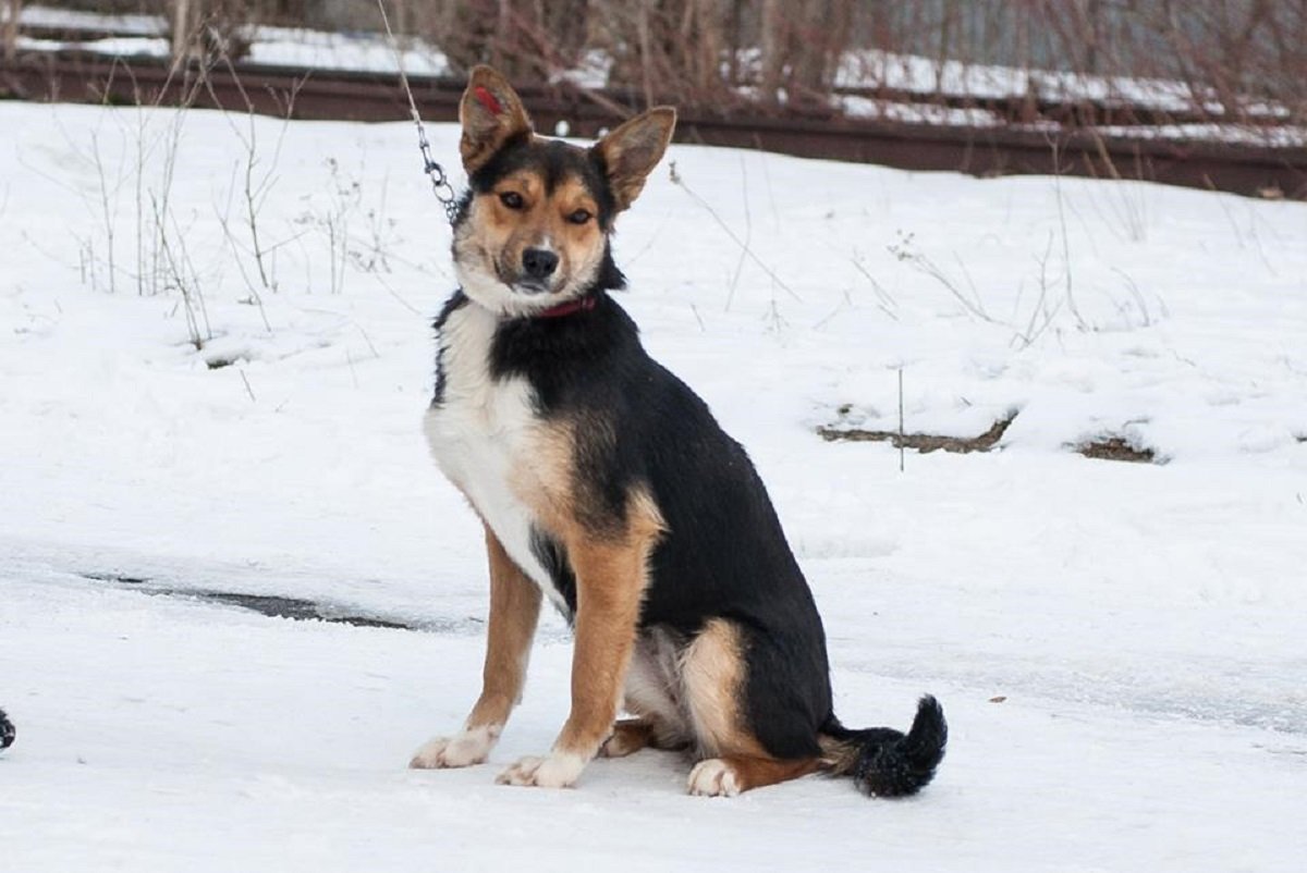 Преданная Эсти станет для вас отличным другом и охранником