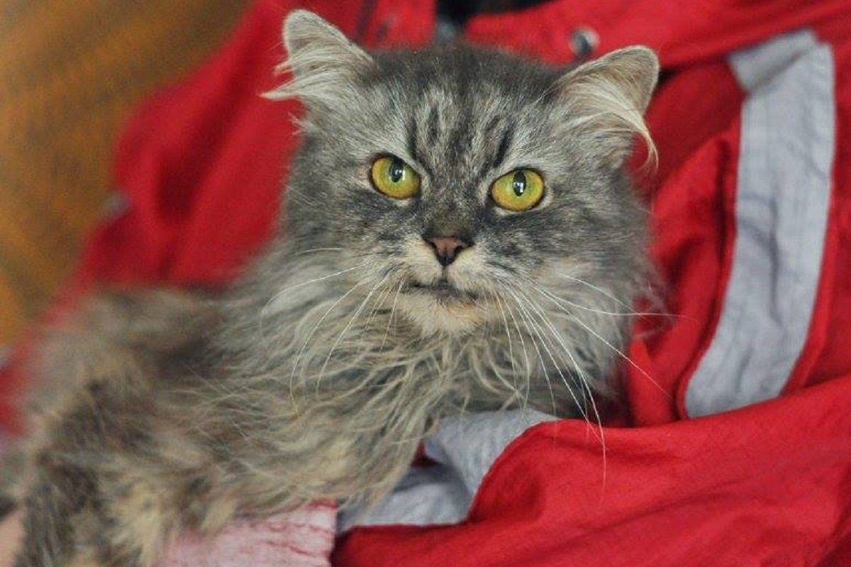 Нежной Марго нужен новый дом и заботливый хозяин 