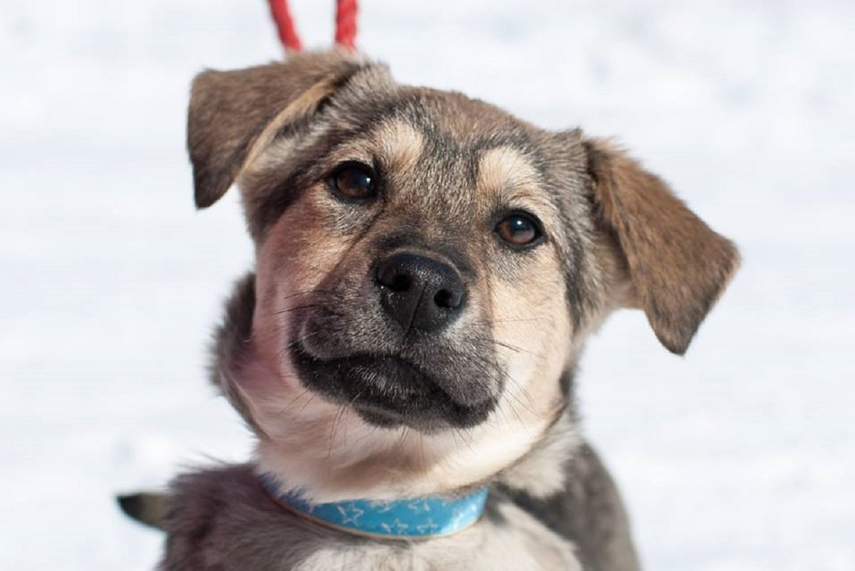 Щенок Фарго ждет хочет с вами познакомиться 