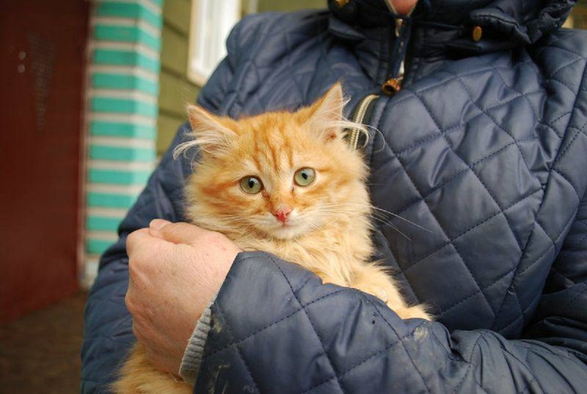 Львенок хочет найти новый дом 