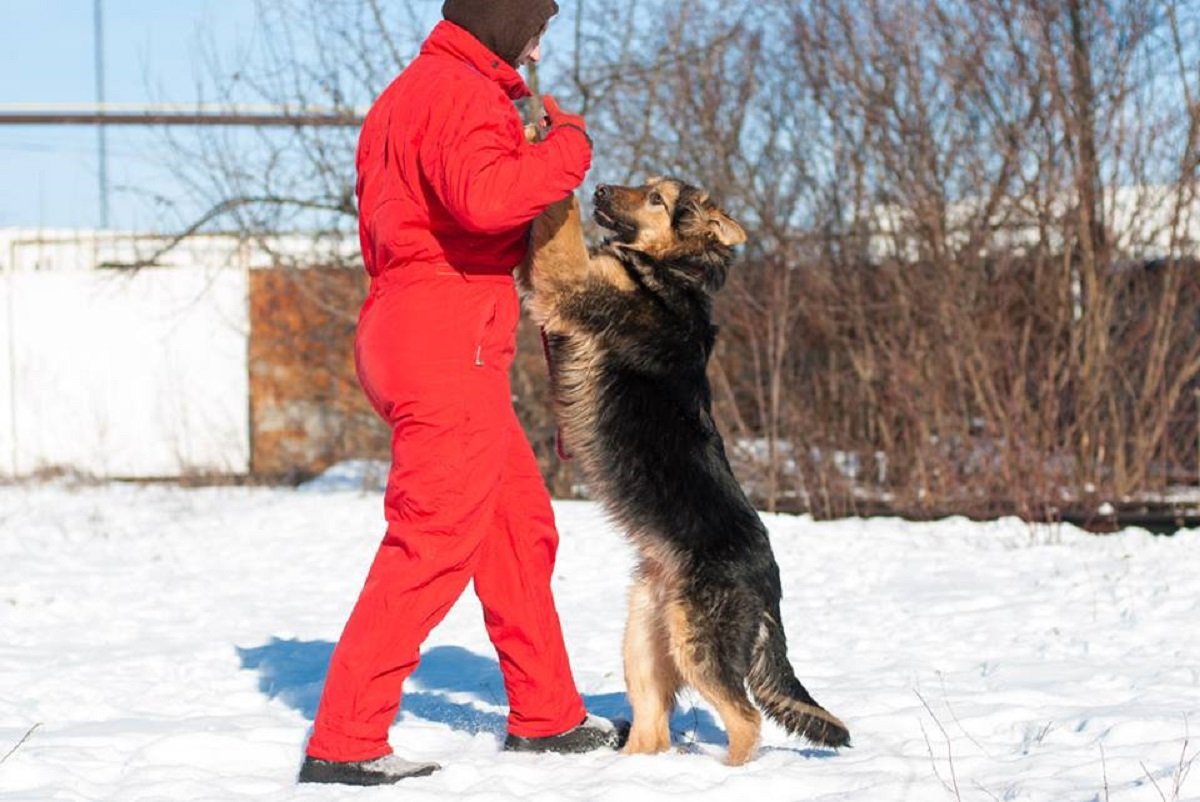 Топер не агрессивен и мечтает о новом доме