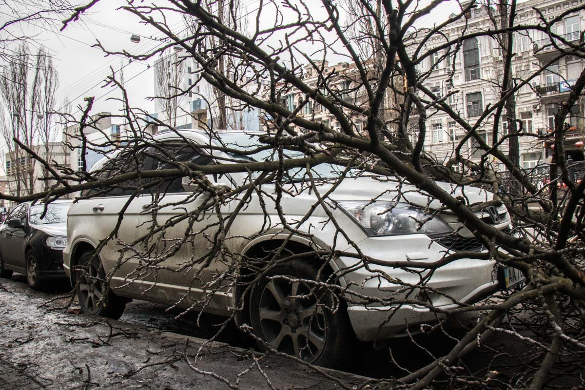 Дерево упало между двумя автомобилями и повредило оба