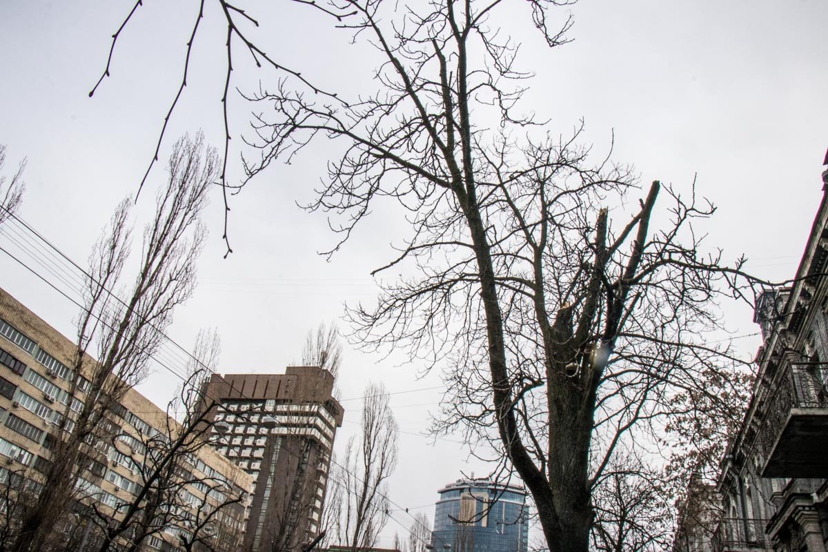 Необрезанные деревья 