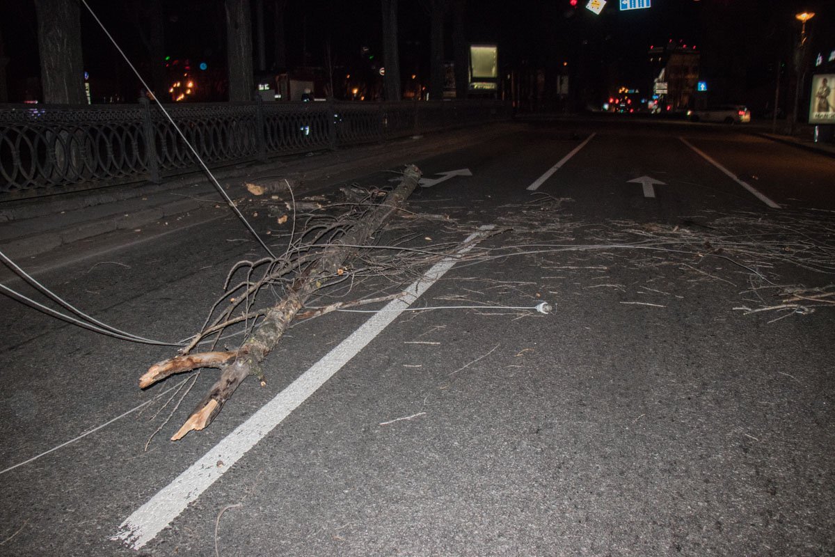 На бульваре Шевченко на проезжую часть упало дерево