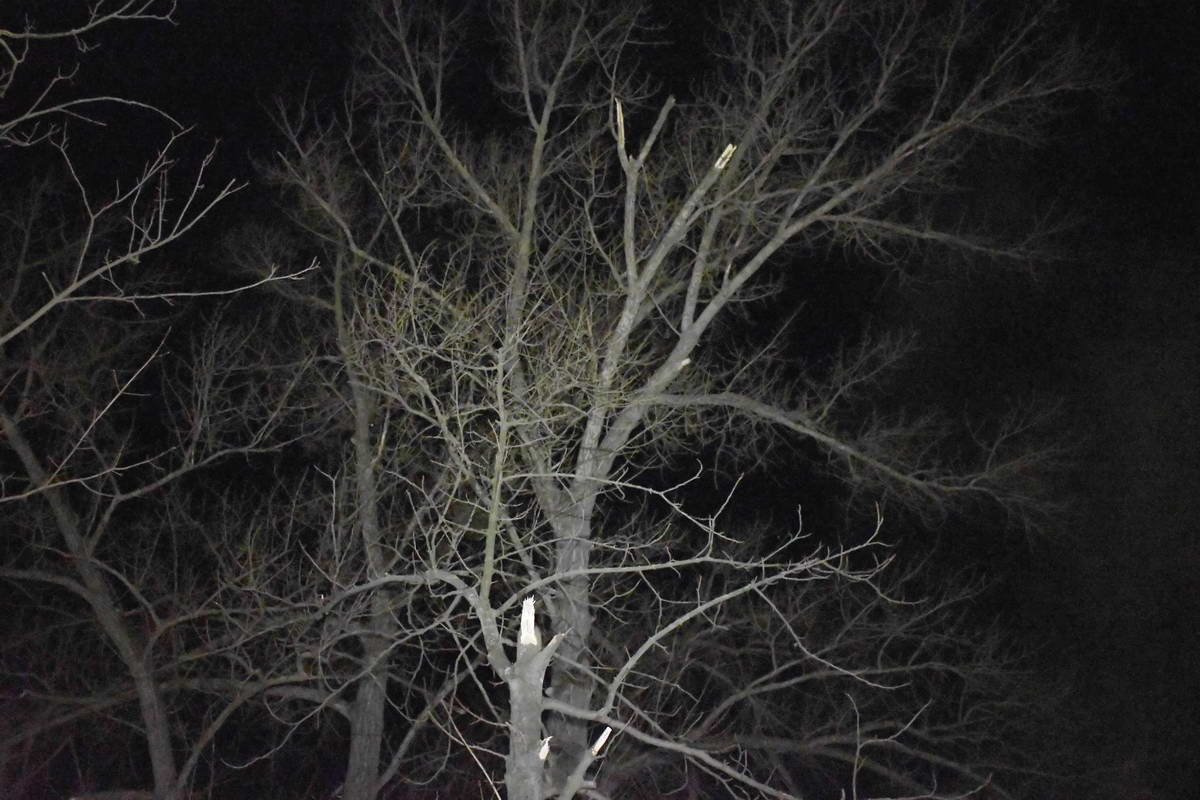 Первым упал высокий тополь