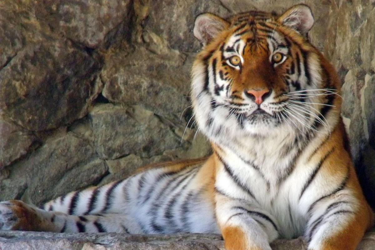 Киевский зоопарк преобразился во всех отношениях