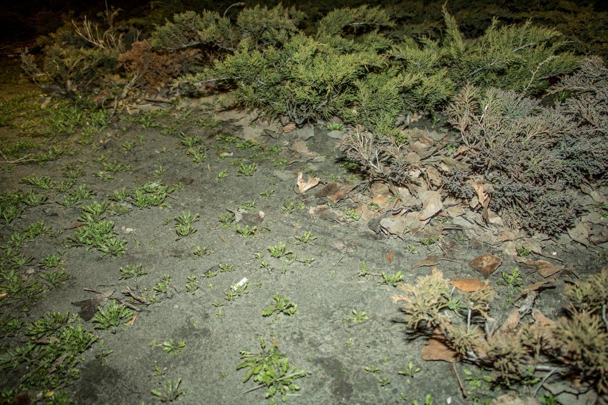 Клумба на которой взлетел Daewoo Lanos Клумба на которой взлетел Daewoo Lanos