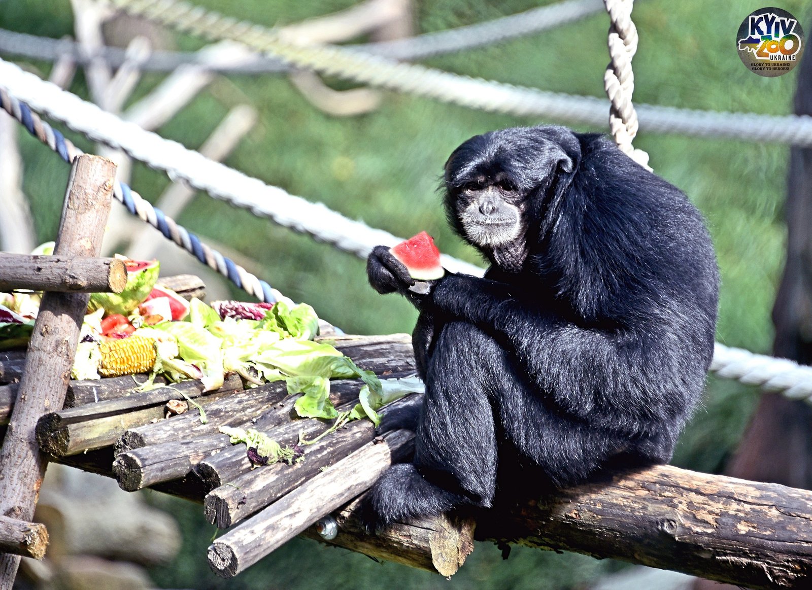 У Київському зоопарку почався сезон кавунів: коли можна побачити соковиті сніданки тварин 3