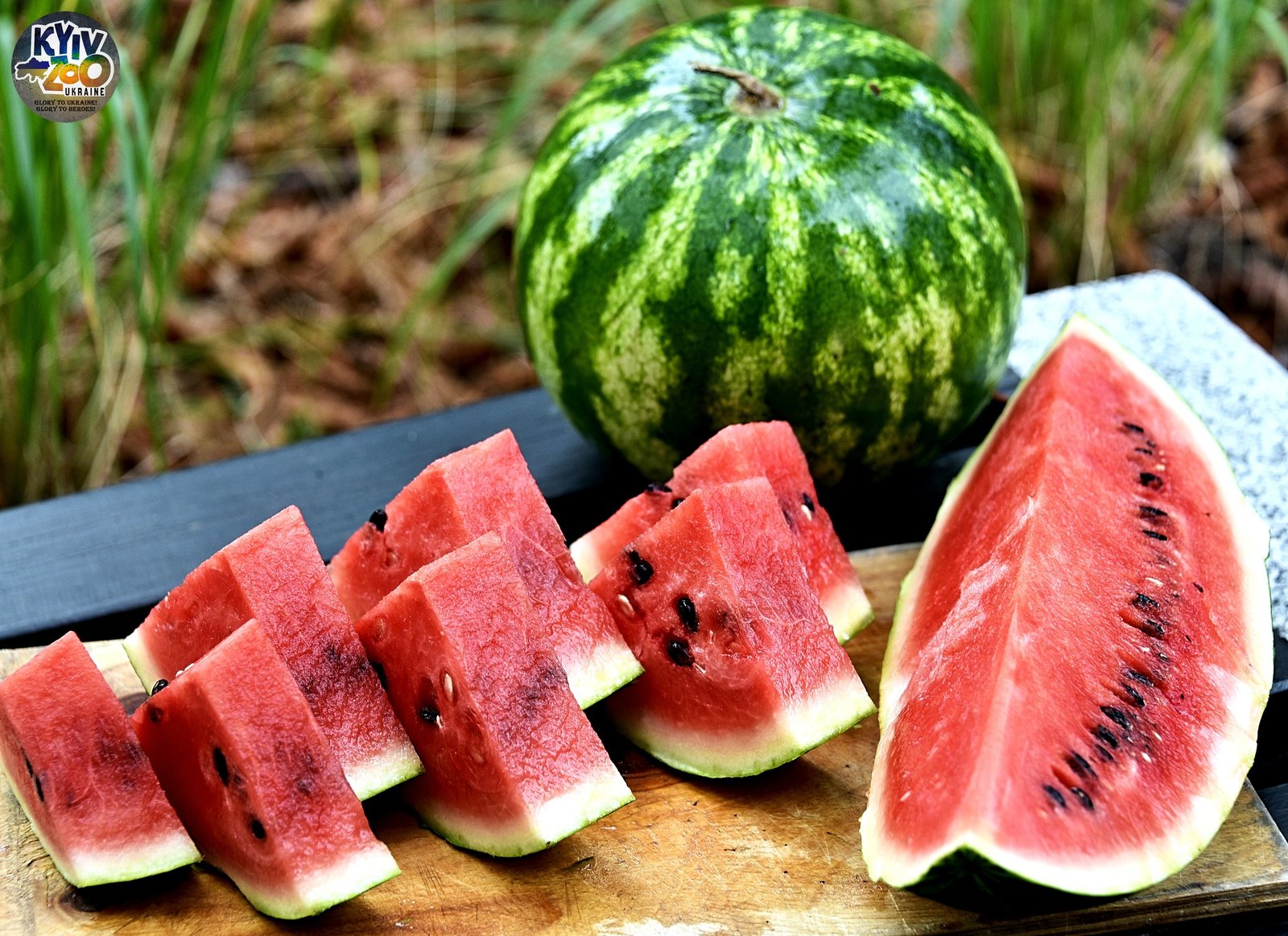 У Київському зоопарку почався сезон кавунів: коли можна побачити соковиті сніданки тварин 4