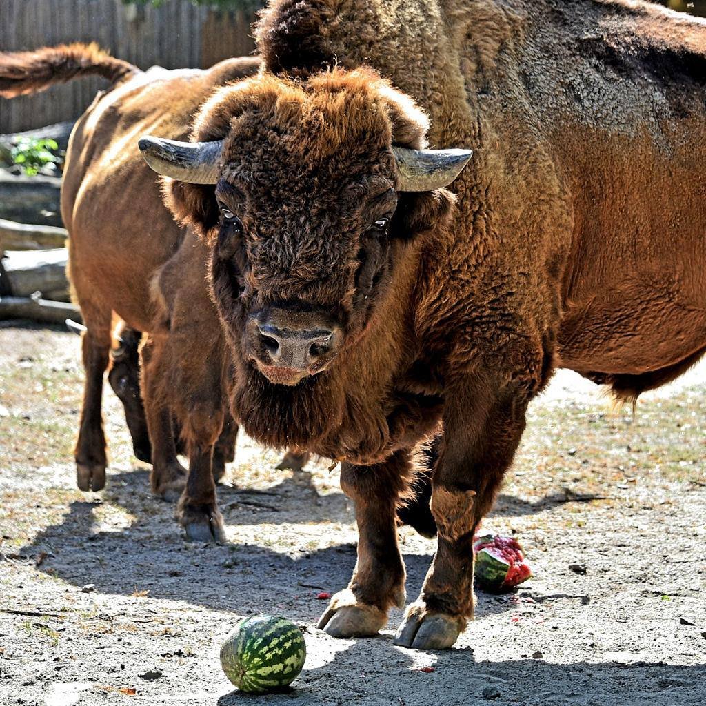 У Київському зоопарку влаштовують годування тварин кавунами: кого та коли можна побачити цими вихідними 3