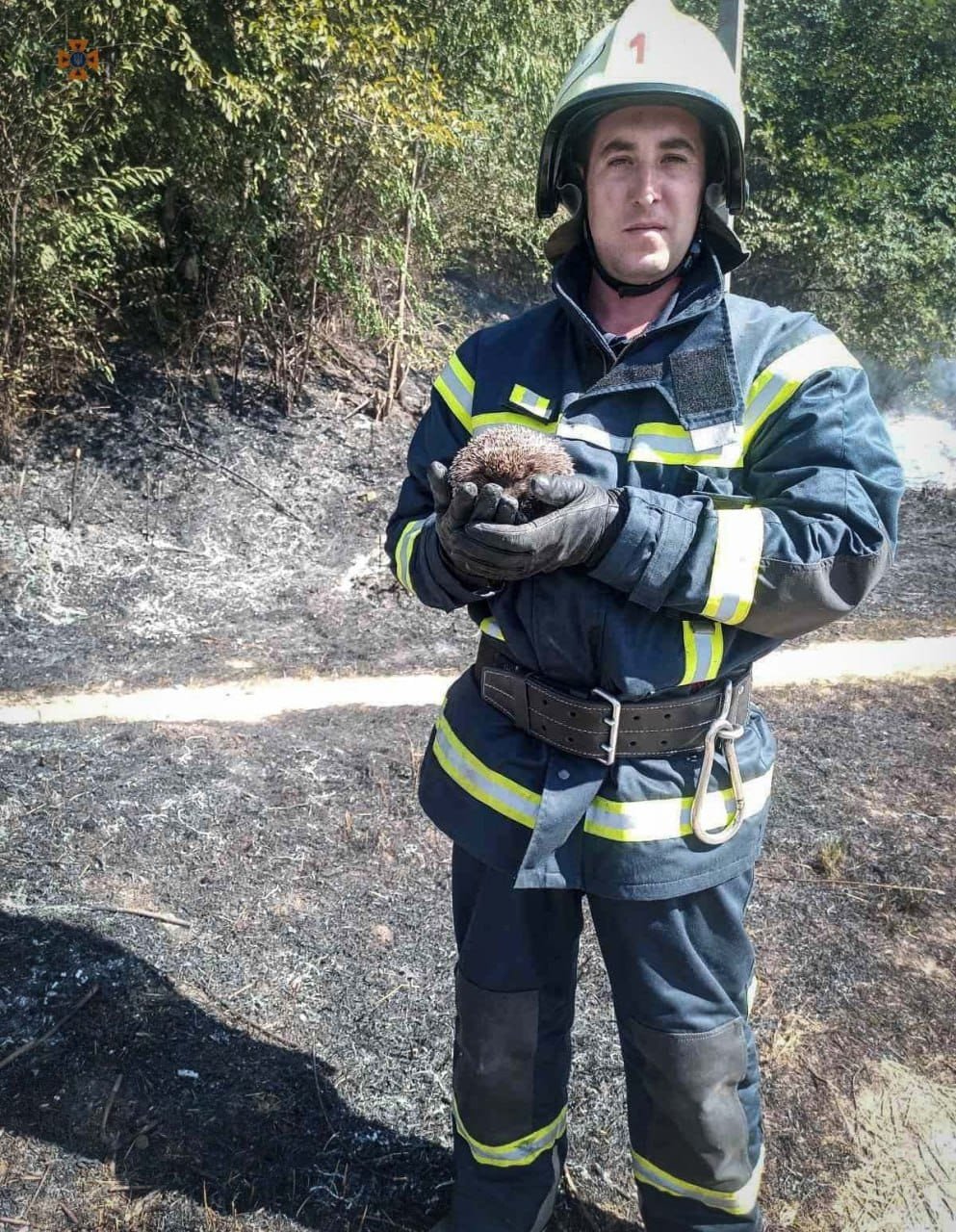 На Київщині за вихідні сталось 80 пожеж в екосистемах: у вогні гинуть тваринки 2