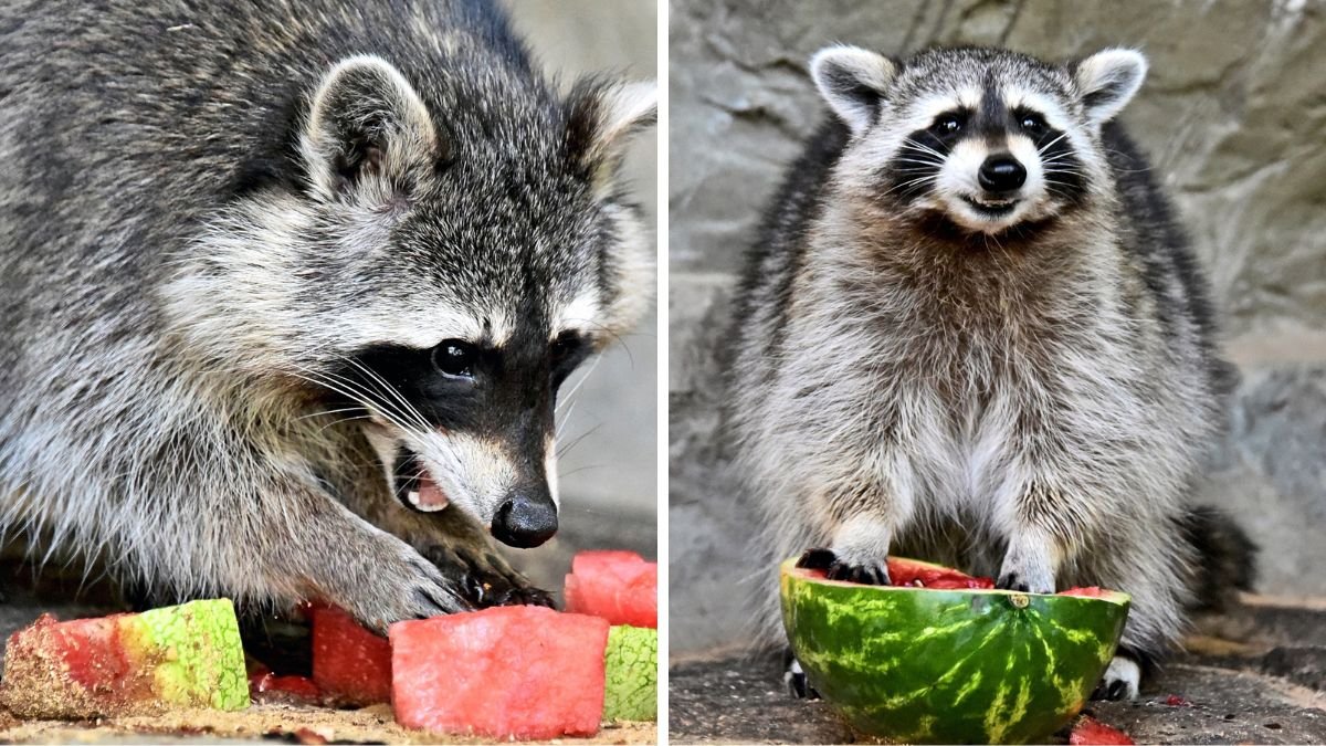 Куди піти у Києві на вихідних: коли у зоопарку влаштовують частування тварин соковитими кавунами 1